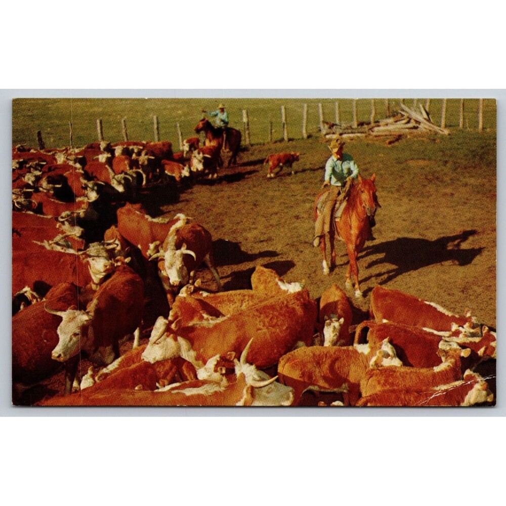 Postcard Vintage Cows Cattle Cows Cowboys Horses Corral Ranch Cutting 'Em Out